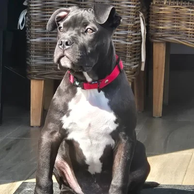 Noemie Bully Line Loki, American Bully