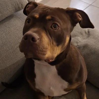 Phoenix Bully's Kennel Arya