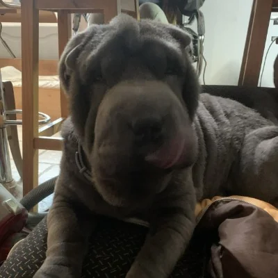 Vayana - Shar Pei FBKC
