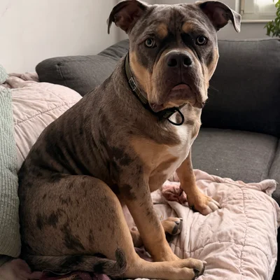 Phoenix Bully's Kennel Eros **PET HOME**