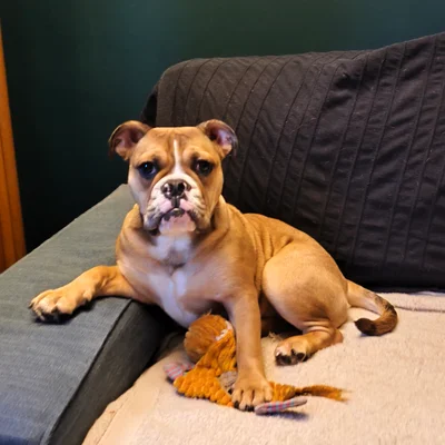 Bluey Des Hydres des Mares **PET HOME** - Continental Bulldog FBKC