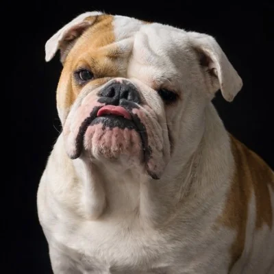 Dreamlander Treat Prank Witch, Bouledogue anglais