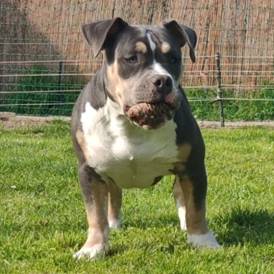 KGF Bully's Thaly, American Bully