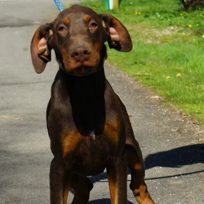 Phoenix Bully's Kennel Héra, Doberman