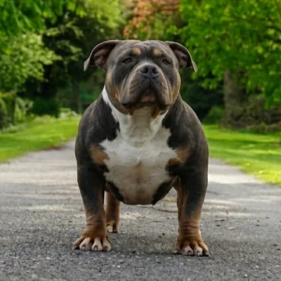 Phoenix Bully's Kennel Ruby, American Bully