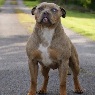 Domaine des Shar-Peïs de Maohni Nova, American Bully