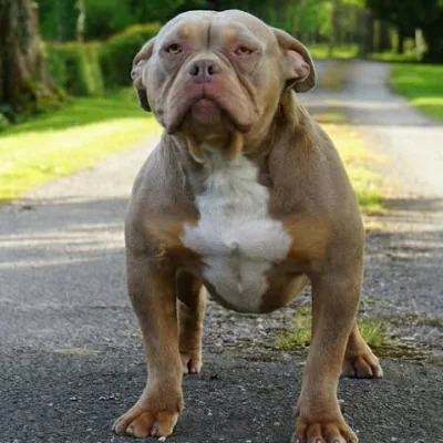 Phoenix Bully's Kennel Eywa, American Bully