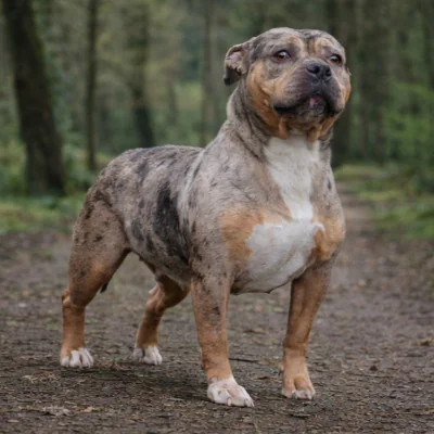 Phoenix Bully's Kennel Laïka, American Bully