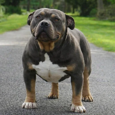 Phoenix Bully's Kennel Ursa, American Bully