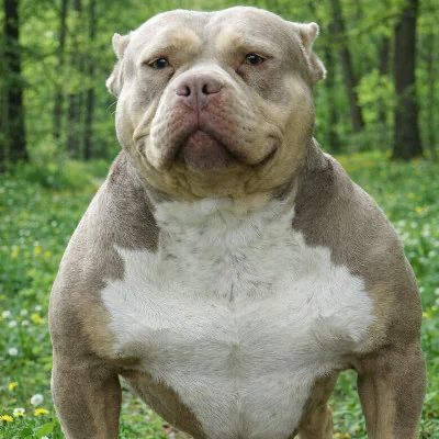 Phoenix Bully's Kennel Sia, American Bully