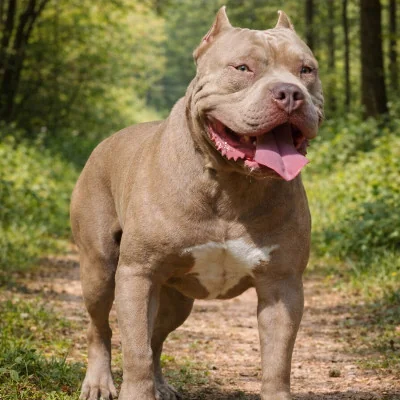 ESSB Broly, American Bully