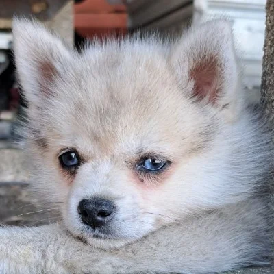 Bandit De La Butte de Goliath (F2A), Pomsky