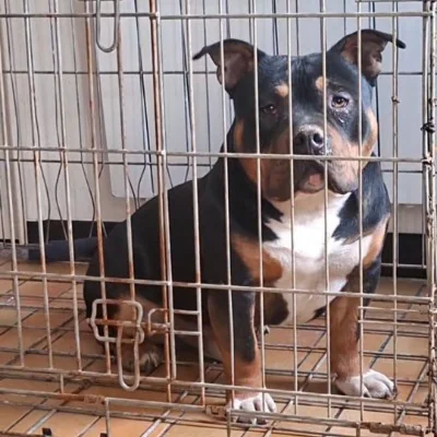 BFB Zeus, American Bully