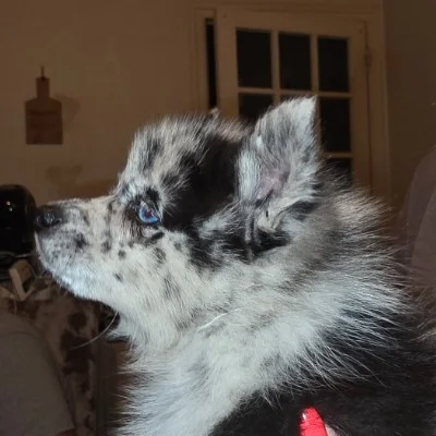 Bandy De La Butte de Goliath (F2B), Pomsky