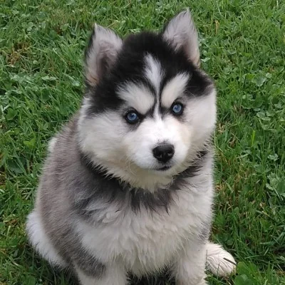 Banquise De La Butte de Goliath (F3), Pomsky