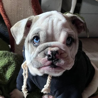 Josiane Balasko dit Bloom De La Butte de Goliath, Bouledogue anglais