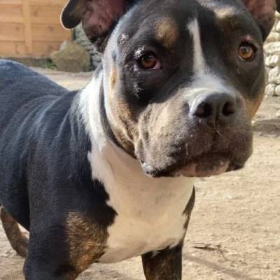 Akira of Furioza Bull, American Bully