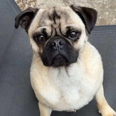 Vador Des Mille et un Pug - Pug FBKC
