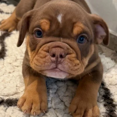 English British Family Billy  - New English Bulldog FBKC