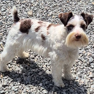 Bandit - Schnauzer Exotique FBKC