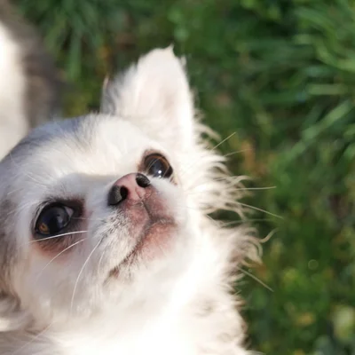 Ebony Taromi World - Chihuahua FBKC