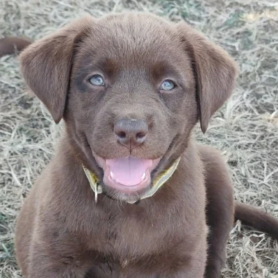 Azula De La Cité des Animaux - Labrador FBKC