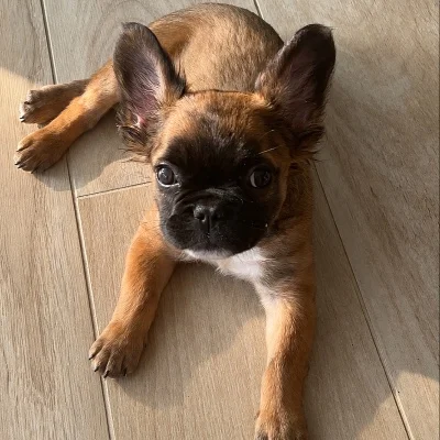 Élevage de la Famille Dog Étoilée Blake (Fluffy), Bouledogue français