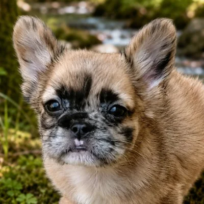 Busiris de la Famille Dog Étoilée (Fluffy), Bouledogue français