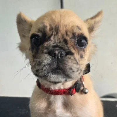 Diamantine de la Famille Dog Étoilée, Bouledogue français