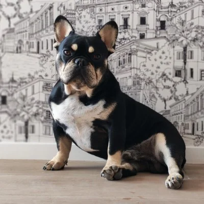 Les Boulis de Crestot Aribo - French Bulldog FBKC