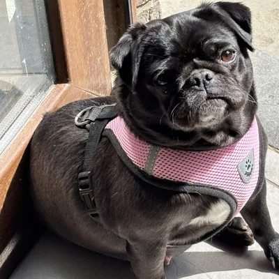 Tyna - Pug FBKC