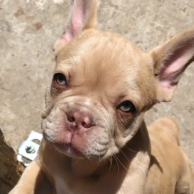 Bentley Of the King Dog Étoilée, Bouledogue français