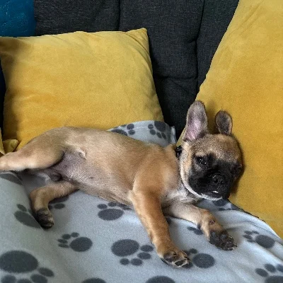 Élevage de la Famille Dog Étoilée Banzaï - French Bulldog FBKC