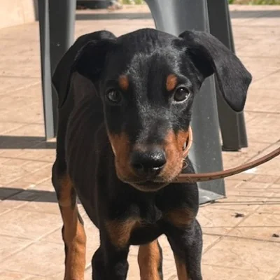Phoenix Bully's Kennel Apollon - Doberman FBKC
