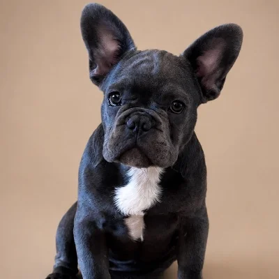 Alma Love Boris - French Bulldog FBKC