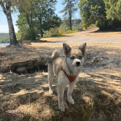 Baïa De La Butte de Goliath (F2B), Pomsky