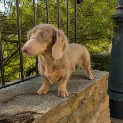 Azzaro (Poils Long) - Dachshund FBKC