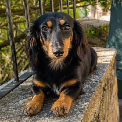 Azelle (Poils Long) - Dachshund FBKC