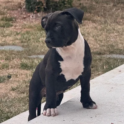 Booba  - American Bully