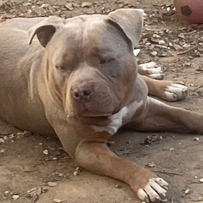 Marcus  - American Bully