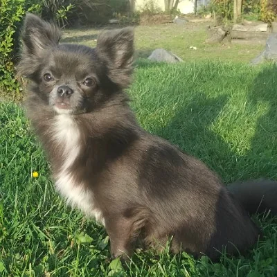 Bloo - Chihuahua FBKC
