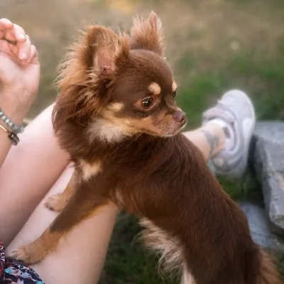 Choco - Chihuahua FBKC