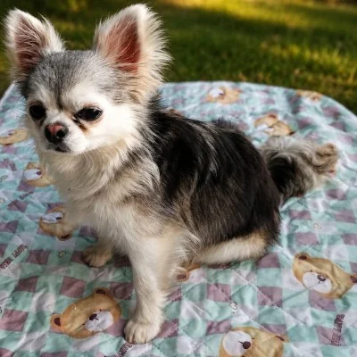 Astro (Poils Long) - Chihuahua FBKC