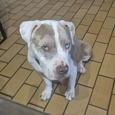 DKC Sookie, American Bully