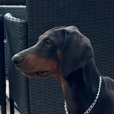 Ben Fiero Come Un Leone - Doberman FBKC