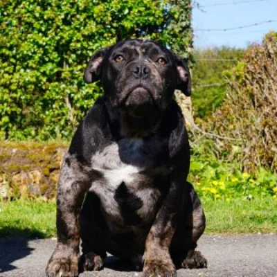 Phoenix Bully's Kennel Loki, American Bully