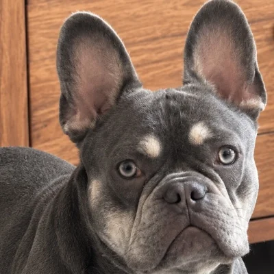 Arnold By Lullibully's, Bouledogue français