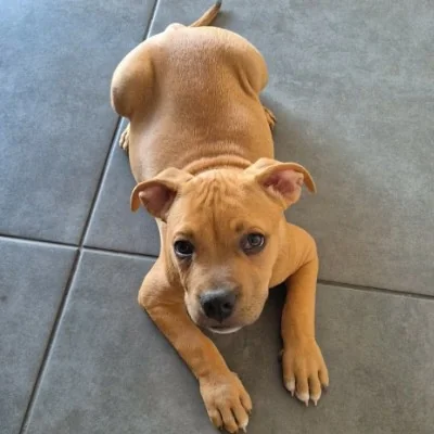 Phoenix Bully's Kennel Boston, American Bully