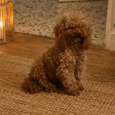 Sissou (Tiny Toy) - Caniche FBKC