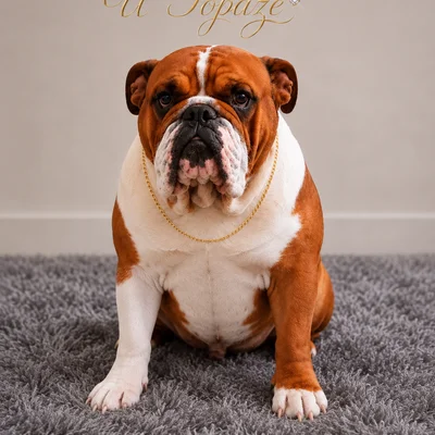 U'Topaze du Comte de Batz Castelmore - English Bulldog FBKC